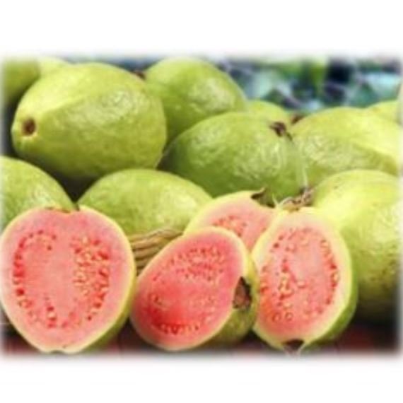 Guava